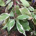 Cornus alba Blatt