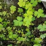 Oxalis stricta Blatt