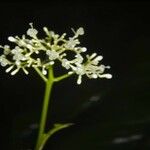 Palicourea acuminata Other