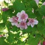 Weigela floridaFlower