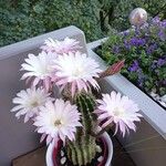 Echinopsis oxygona Flor
