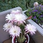 Echinopsis oxygona Квітка