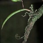 Ionopsis satyrioides Fruitua