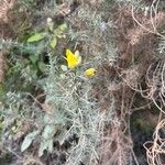 Ulex gallii Flor