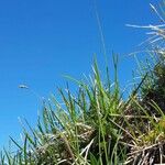 Sesleria caerulea Habitat