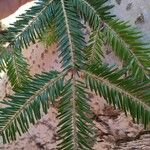 Abies alba Φύλλο