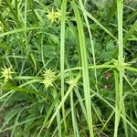 Carex grayi Leaf