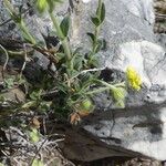 Helianthemum oelandicum Blad