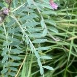 Vicia pannonica ഇല