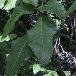 Nothofagus alpina Otro