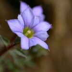 Gentiana pedicellata 花