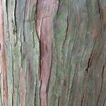 Thuja standishii Corteccia