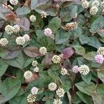 Persicaria capitata Leaf