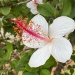 Hibiscus arnottianus Flower