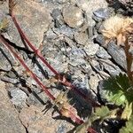 Geum reptans Other