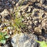 Malacothrix californica Leaf