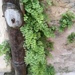 Adiantum capillus-veneris 整株植物