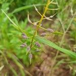 Sinapis alba Leaf