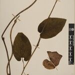 Aristolochia griffithii ᱮᱴᱟᱜ