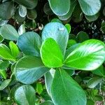 Clusia fluminensis Leaf