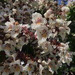 Catalpa bignonioides फूल