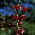 Penstemon utahensis 花