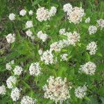 Ceanothus herbaceus অভ্যাস