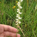 Spiranthes vernalis Květ