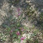Hedysarum glomeratum Kvet