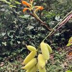 Canna glauca Floare