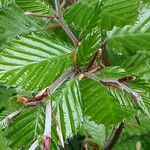 Carpinus orientalis Blad