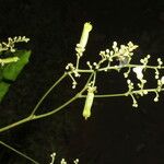 Serjania membranacea Цвят