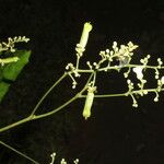 Serjania membranacea Flower