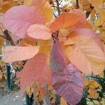 Cotinus coggygria ഇല