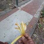 Pterospermum acerifolium Blomst