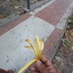 Pterospermum acerifolium Fleur