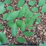 Aralia spinosa Blatt