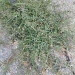 Eragrostis minor Tabia