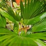 Livistona chinensis Folha