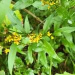 Solidago virgaurea花