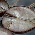 Nymphaea candida Leaf