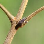 Vitex madiensis Casca