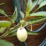 Solanum muricatum Fruto
