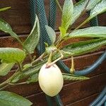 Solanum muricatum Frucht