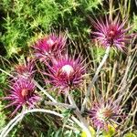 Ptilostemon hispanicus Flower