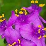 Tradescantia crassifolia Квітка