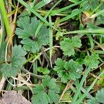 Ranunculus tuberosus Folha