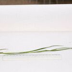 Carex hirta Çiçek