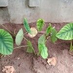 Alocasia clypeolata Hoja
