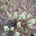 Teucrium charidemi Habit